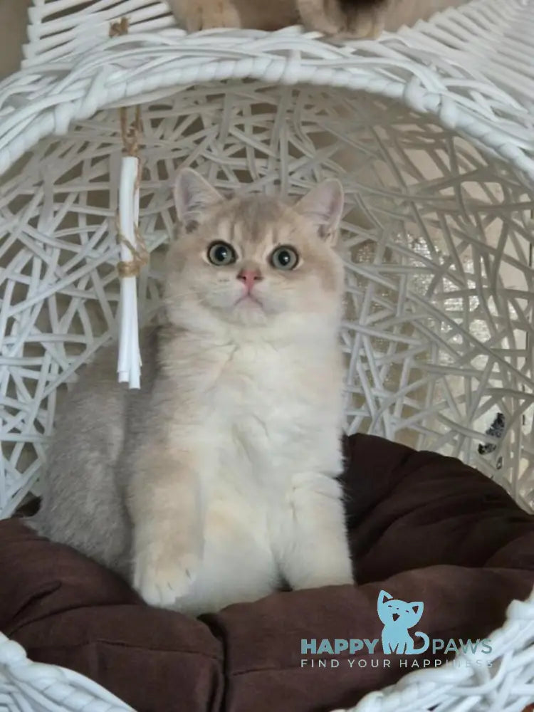Peach British Shorthair male blue golden shaded live animals