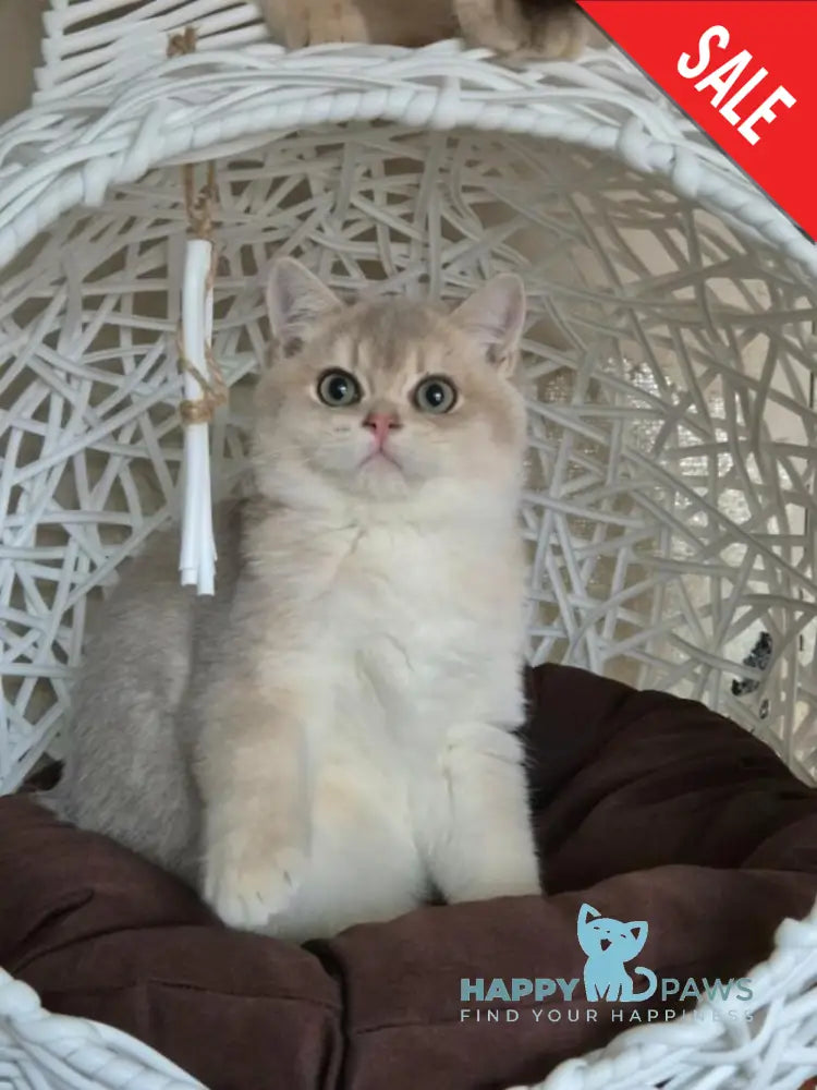 Peach British Shorthair male blue golden shaded live animals