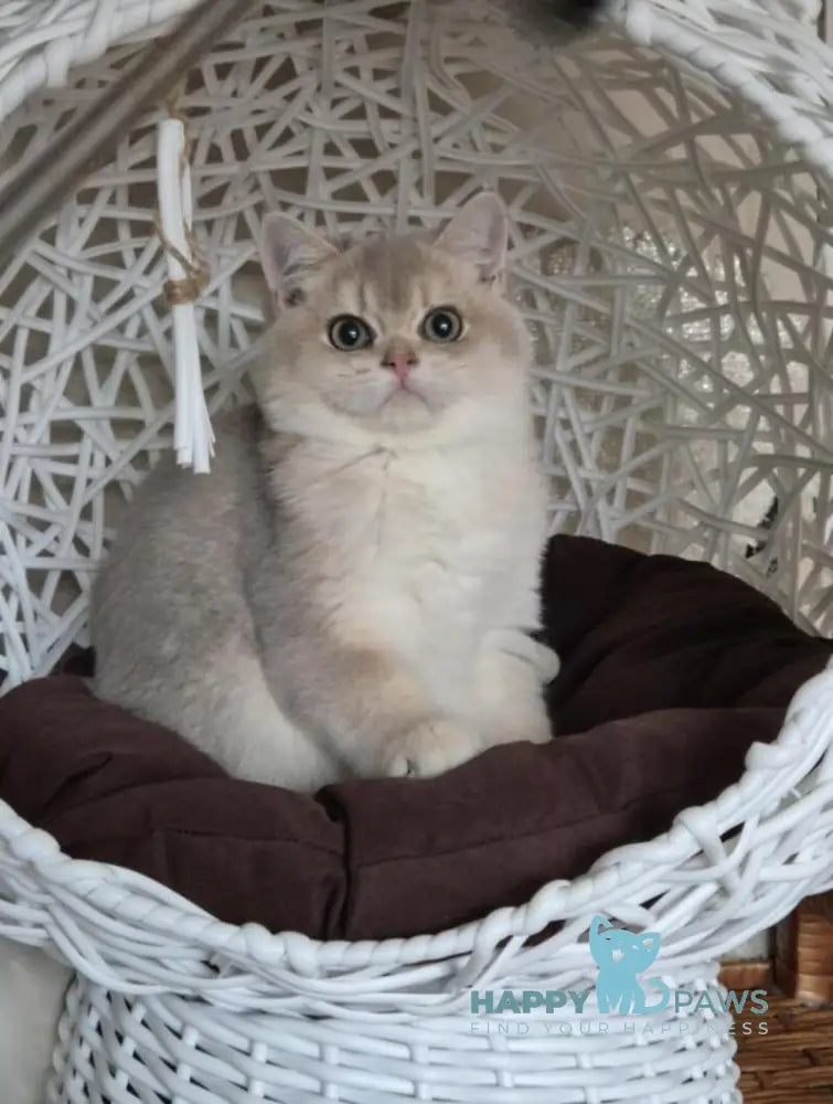 Peach British Shorthair male blue golden shaded live animals