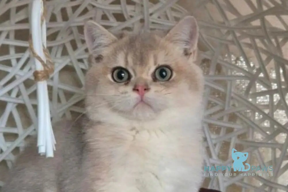 Peach British Shorthair male blue golden shaded live animals