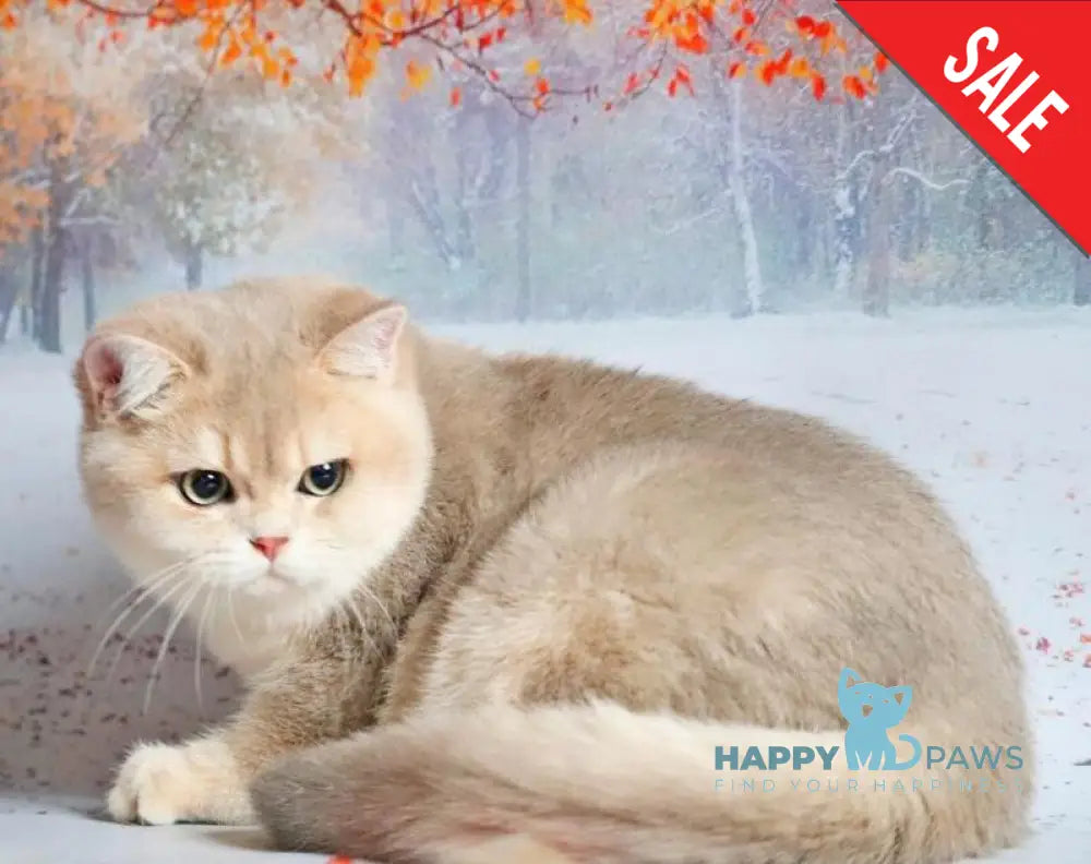 Peach British Shorthair male blue golden shaded live animals