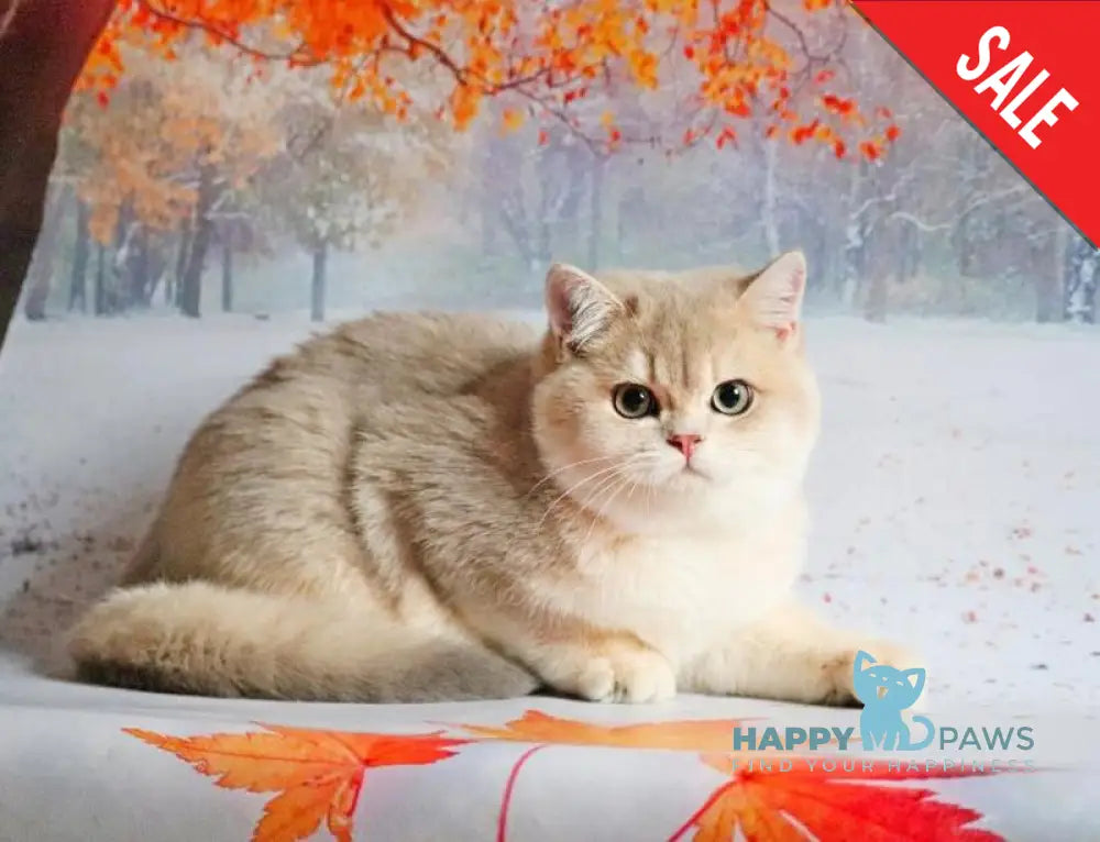 Peach British Shorthair male blue golden shaded live animals