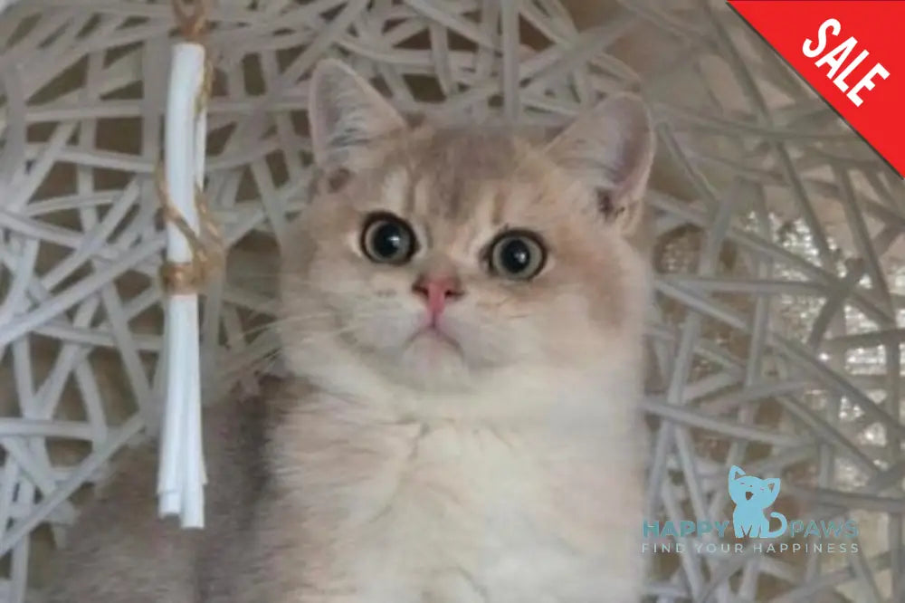 Peach British Shorthair male blue golden shaded live animals