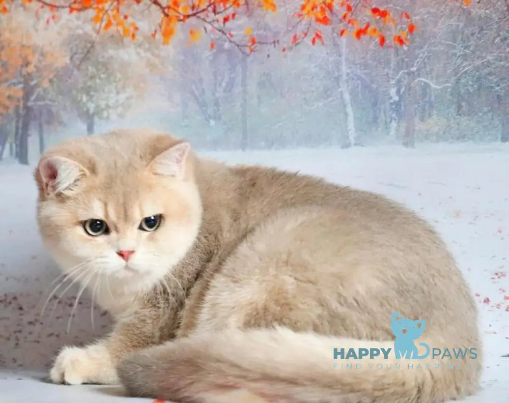 Peach British Shorthair male blue golden shaded live animals