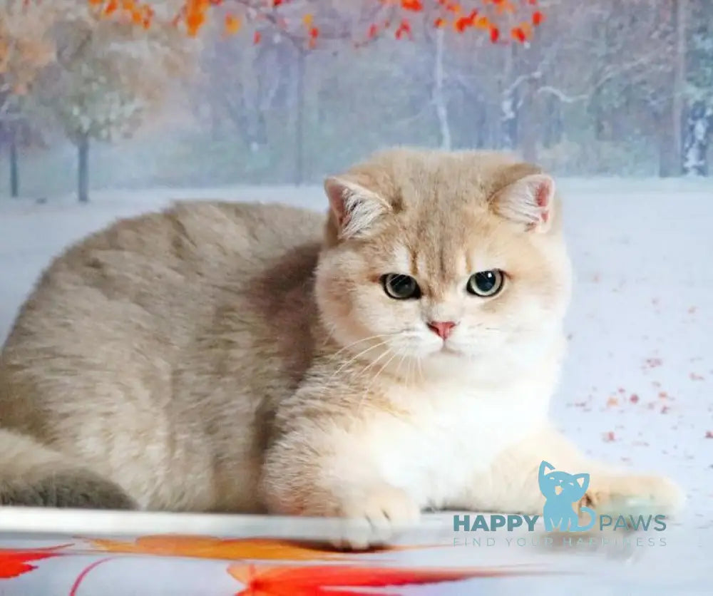 Peach British Shorthair male blue golden shaded live animals