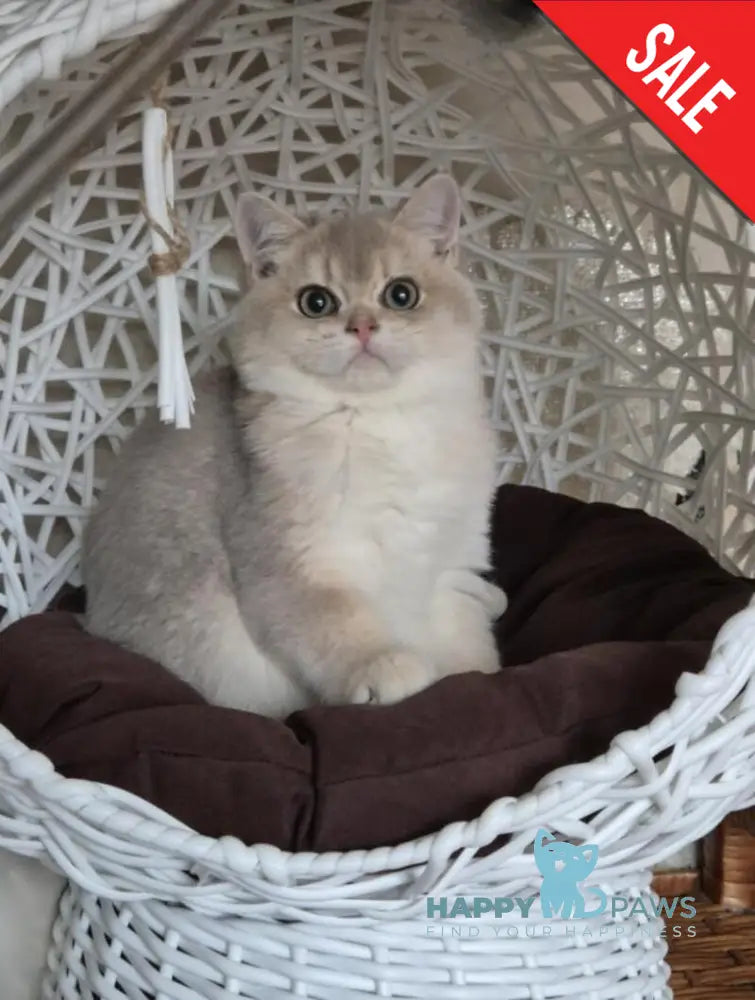 Peach British Shorthair male blue golden shaded live animals