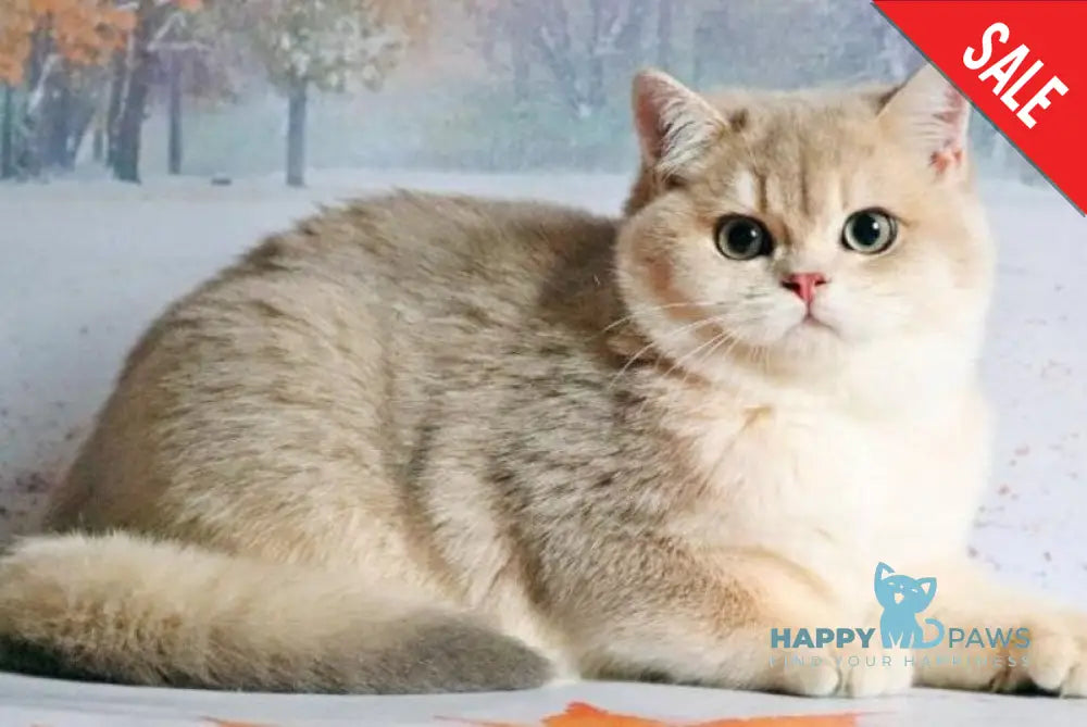 Peach British Shorthair male blue golden shaded live animals