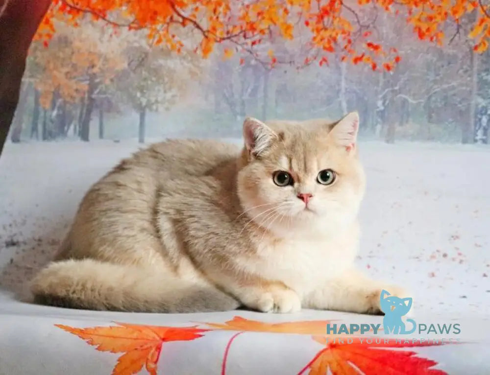 Peach British Shorthair male blue golden shaded live animals