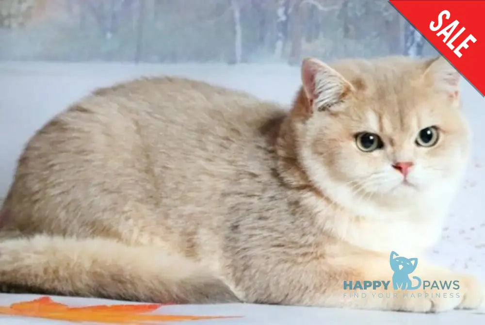 Peach British Shorthair male blue golden shaded live animals