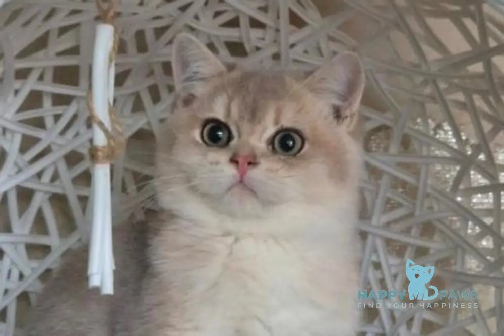 Peach British Shorthair male blue golden shaded live animals