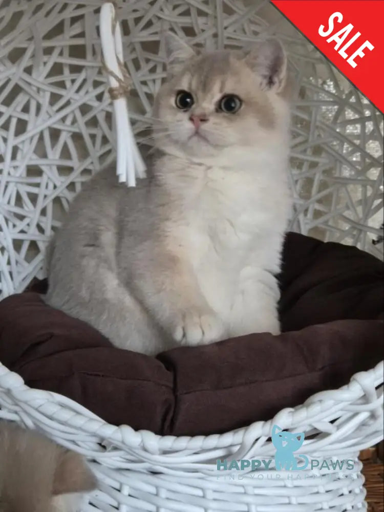 Peach British Shorthair male blue golden shaded live animals