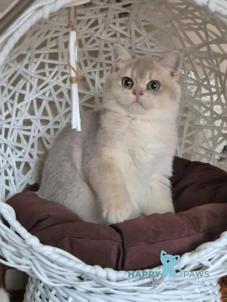 Peach British Shorthair male blue golden shaded live animals