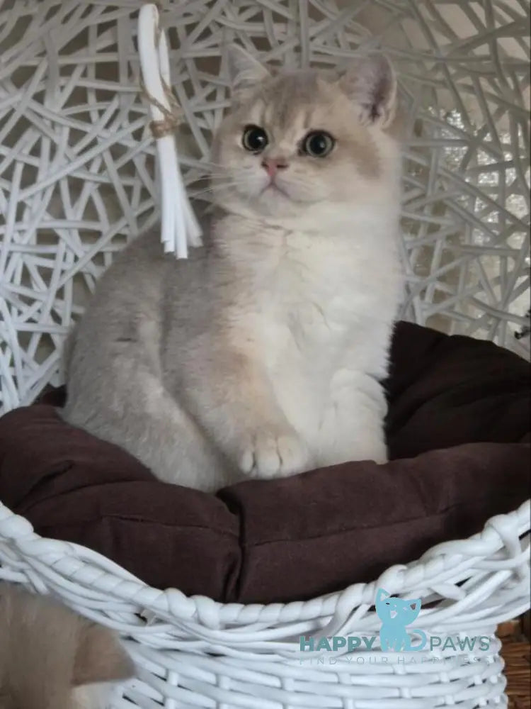 Peach British Shorthair male blue golden shaded live animals