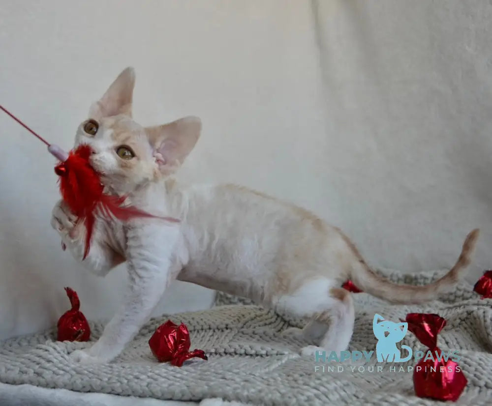 Peach Devon Rex male cream tabby bicolour live animals
