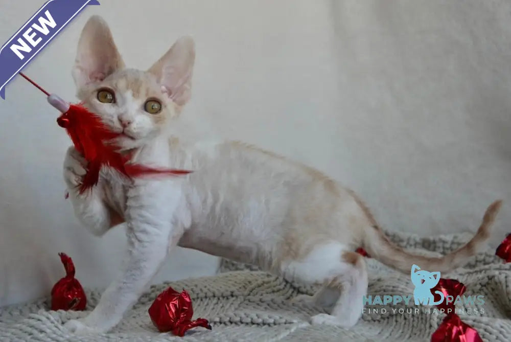 Peach Devon Rex male cream tabby bicolour live animals