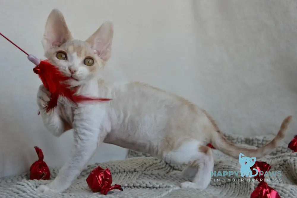 Peach Devon Rex male cream tabby bicolour live animals