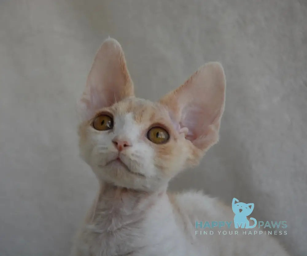 Peach Devon Rex male cream tabby bicolour live animals