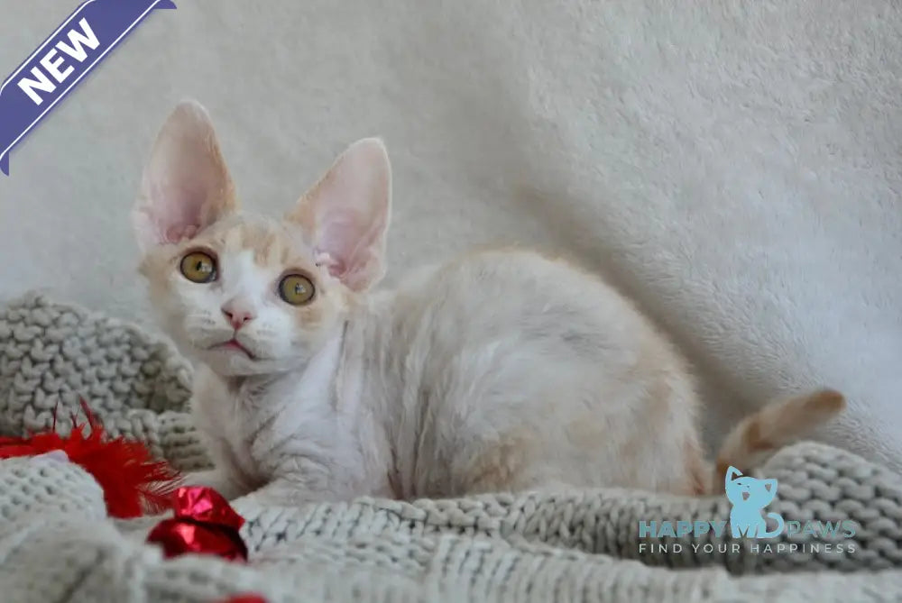 Peach Devon Rex male cream tabby bicolour live animals