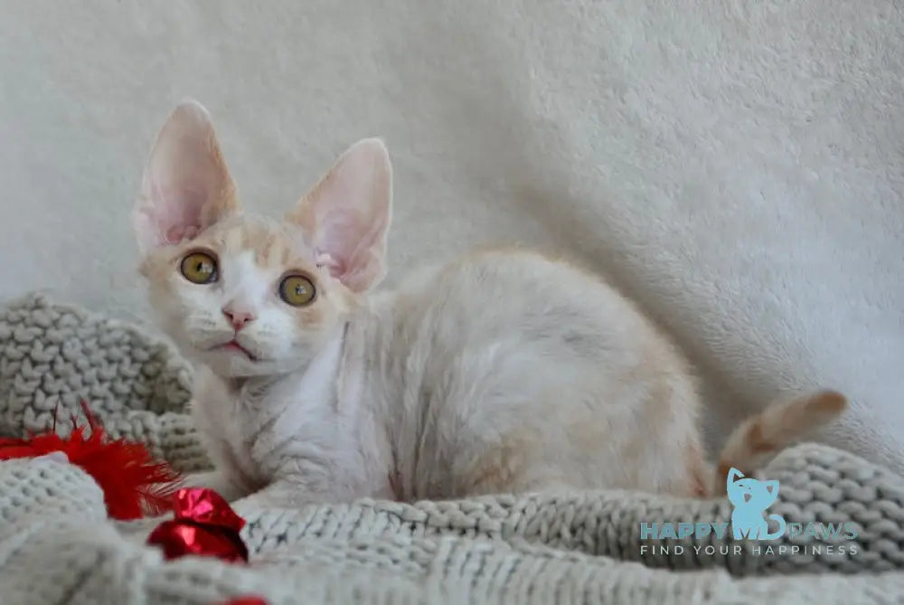 Peach Devon Rex male cream tabby bicolour live animals