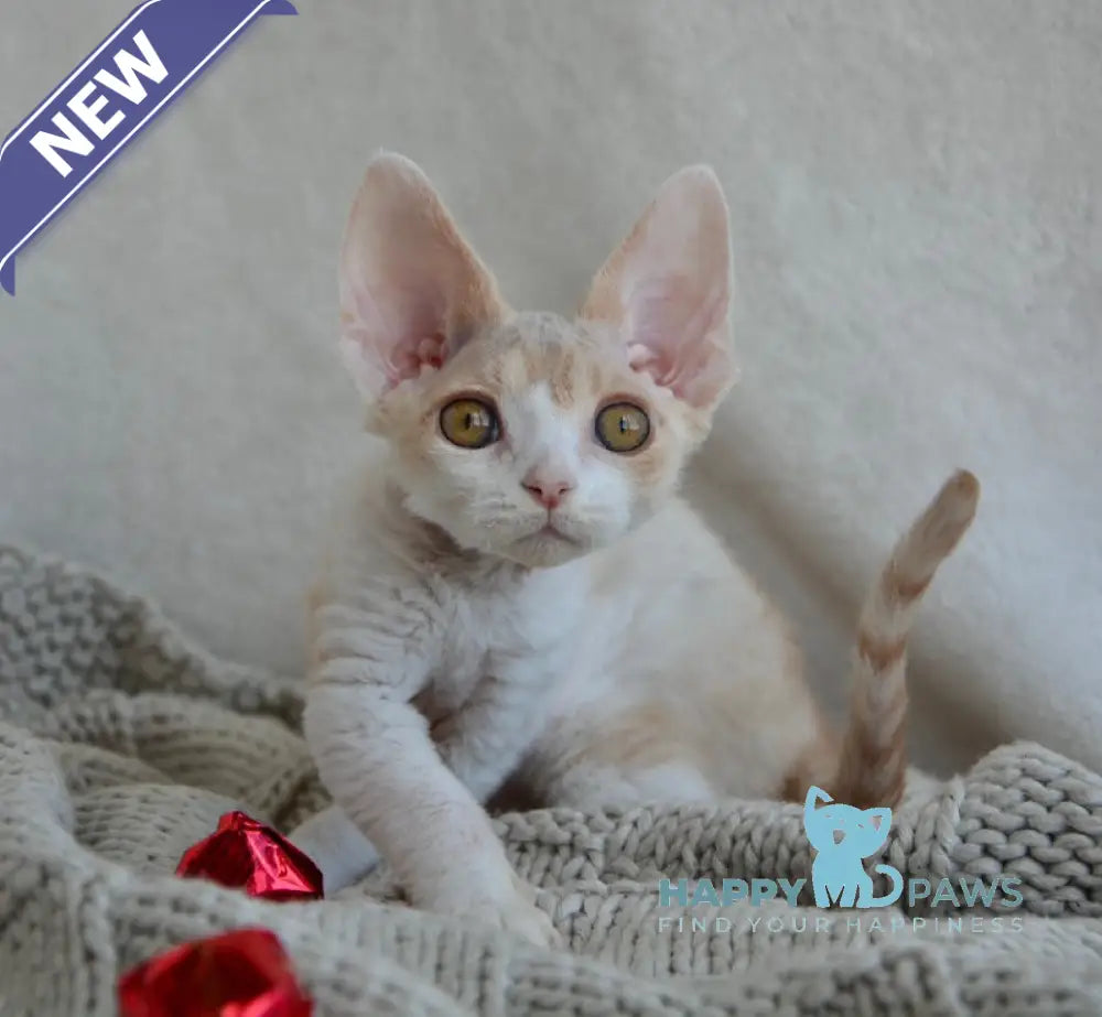 Peach Devon Rex male cream tabby bicolour live animals