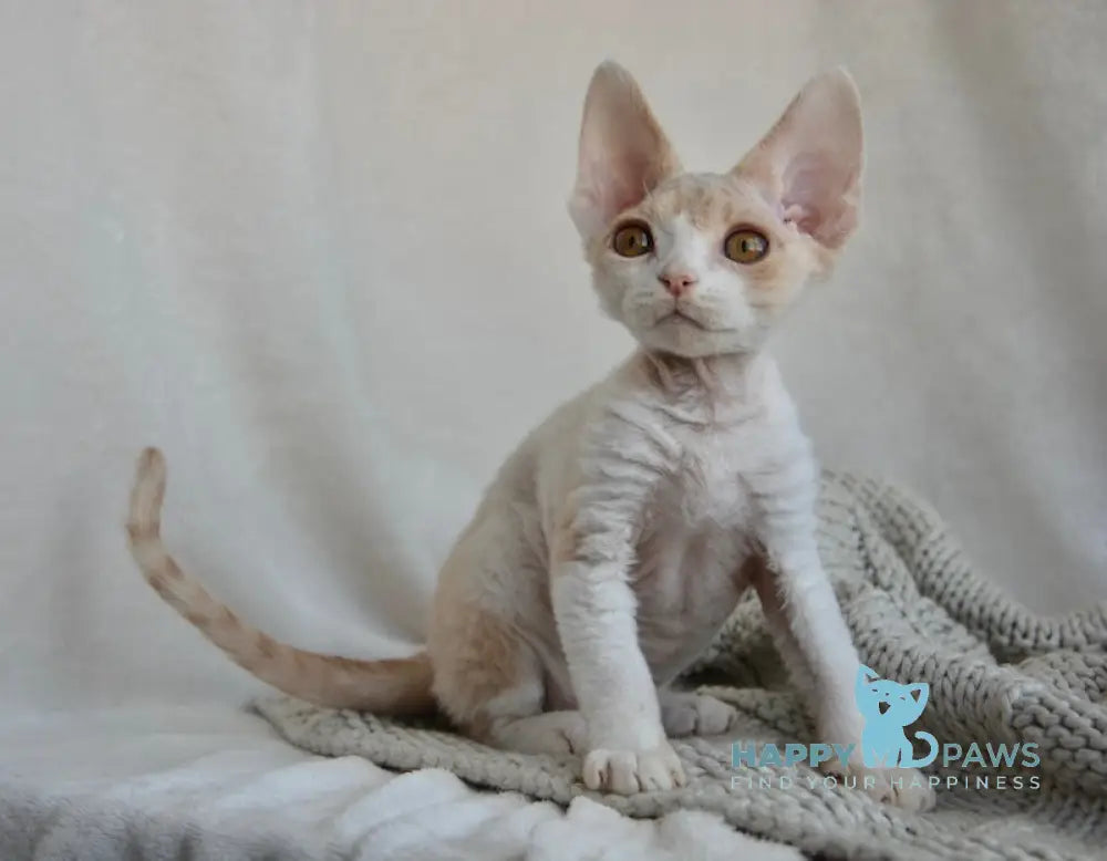 Peach Devon Rex male cream tabby bicolour live animals