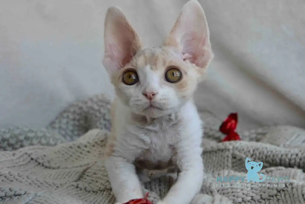 Peach Devon Rex male cream tabby bicolour live animals