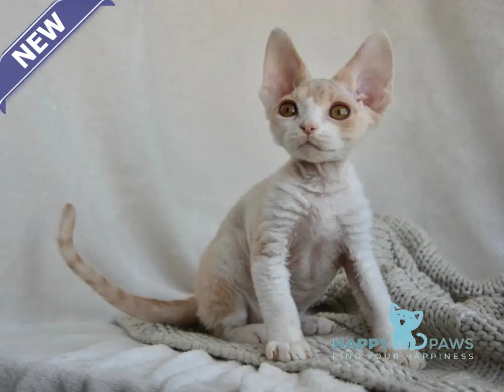 Peach Devon Rex male cream tabby bicolour live animals