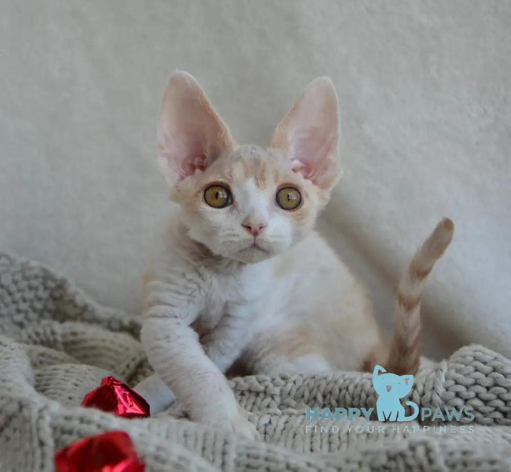 Peach Devon Rex male cream tabby bicolour live animals