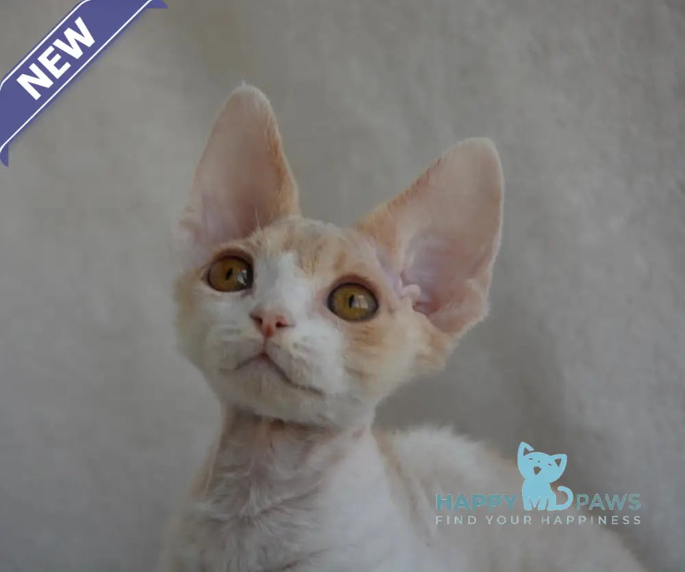 Peach Devon Rex male cream tabby bicolour live animals