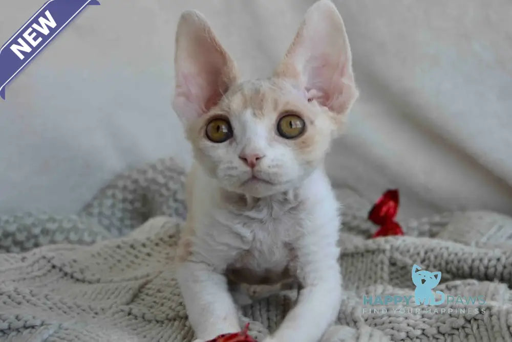 Peach Devon Rex male cream tabby bicolour live animals
