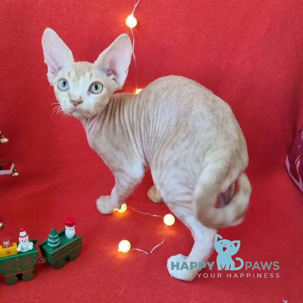 Peach Devon Rex Male Red Spotted Tabby Bicolour Live Animals