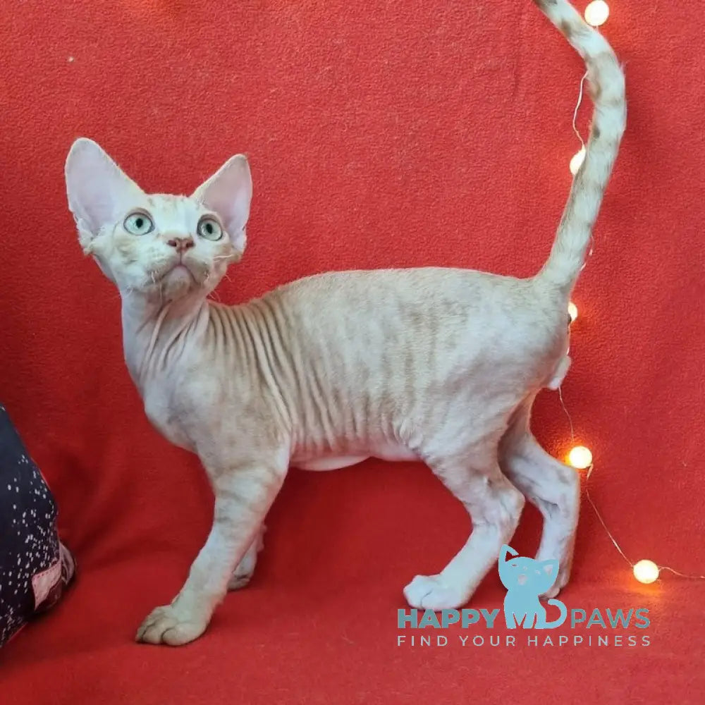 Peach Devon Rex Male Red Spotted Tabby Bicolour Live Animals