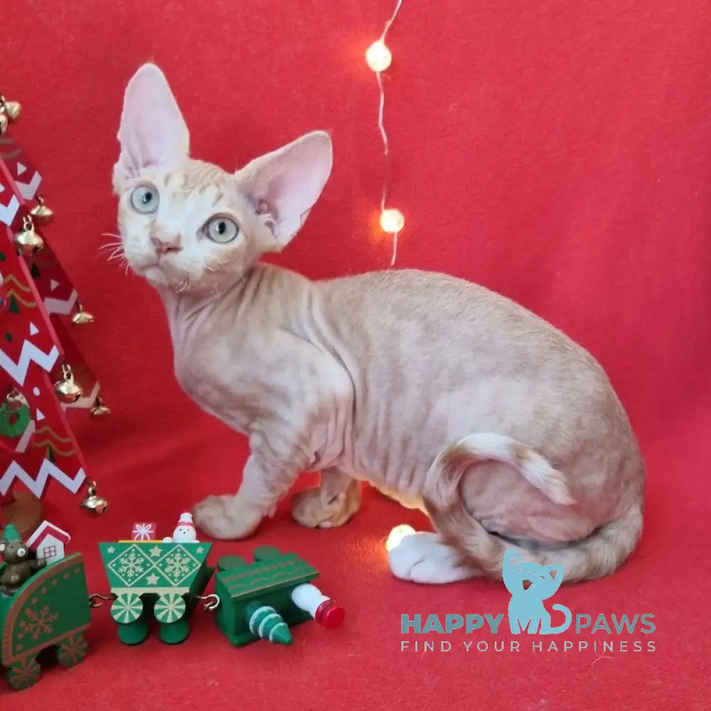 Peach Devon Rex Male Red Spotted Tabby Bicolour Live Animals