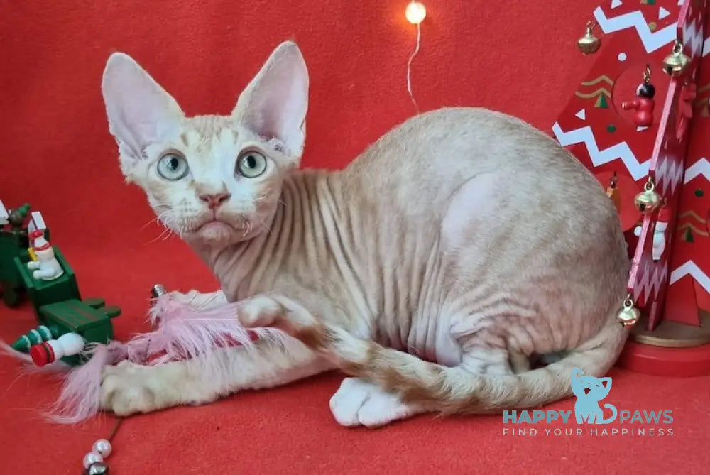 Peach Devon Rex Male Red Spotted Tabby Bicolour Live Animals