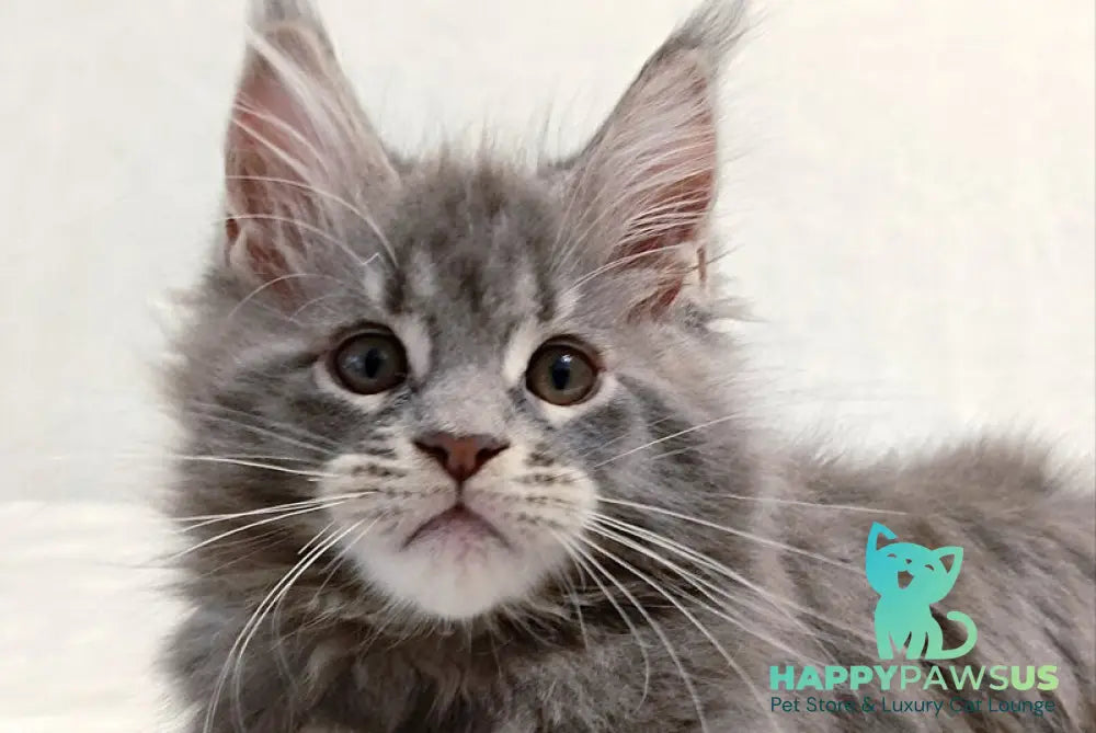 Peach Maine Coon male blue tabby - live animals