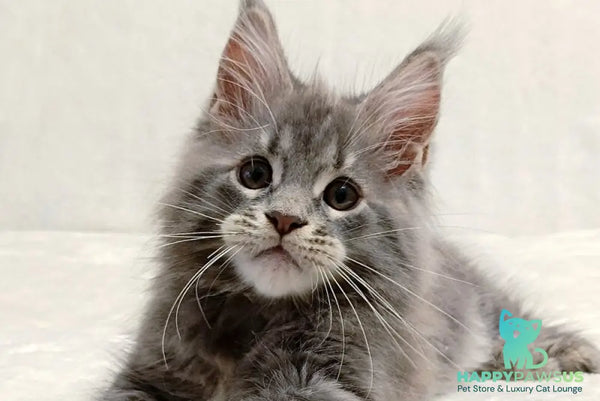 Peach Maine Coon male blue tabby - live animals