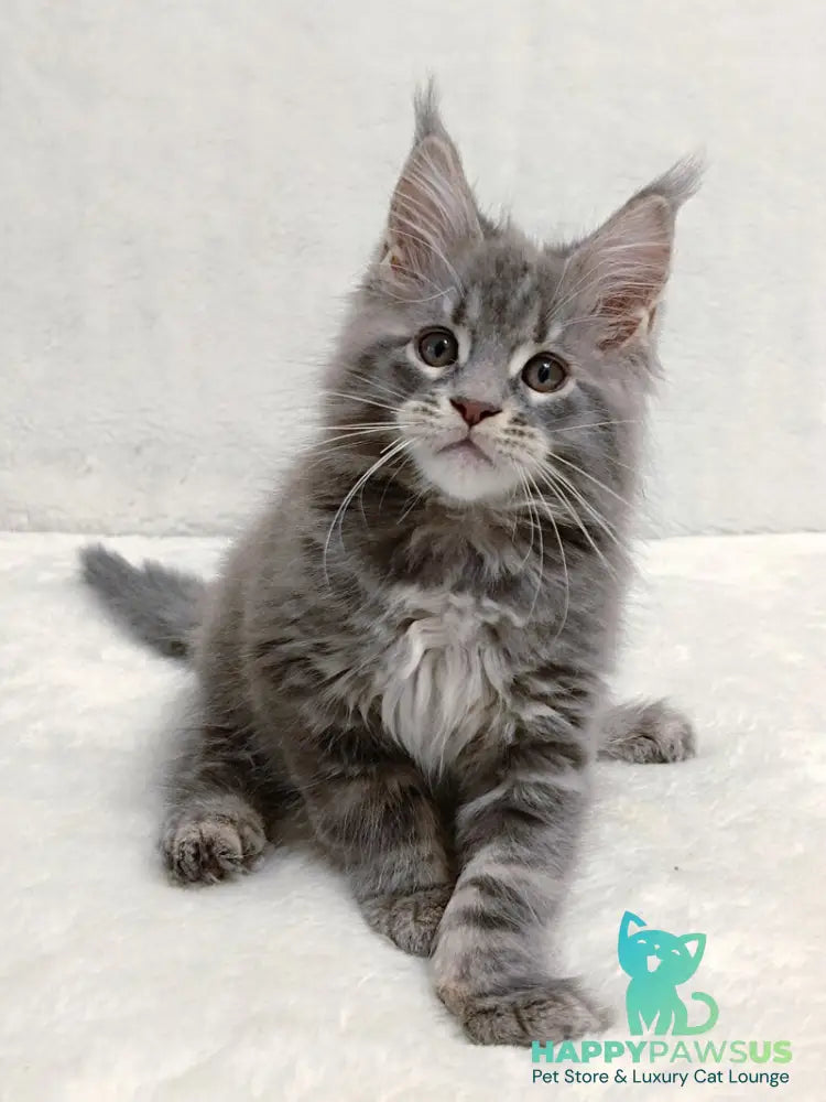 Peach Maine Coon male blue tabby - live animals