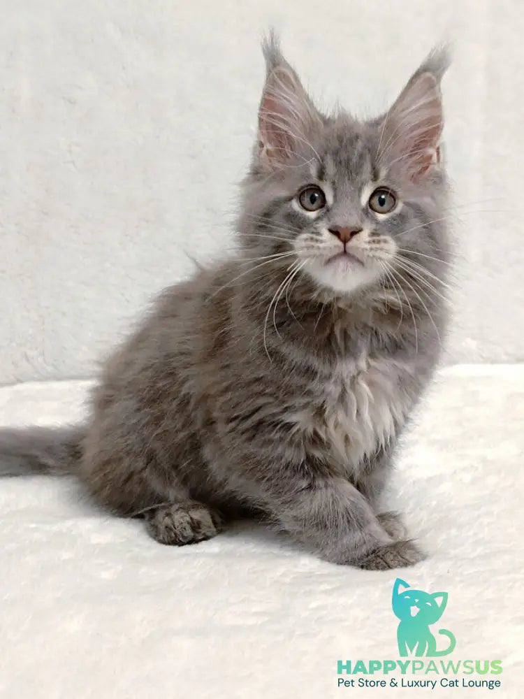Peach Maine Coon male blue tabby - live animals