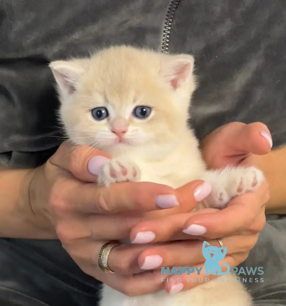 Pearl British Shorthair female blue golden chinchilla live animals
