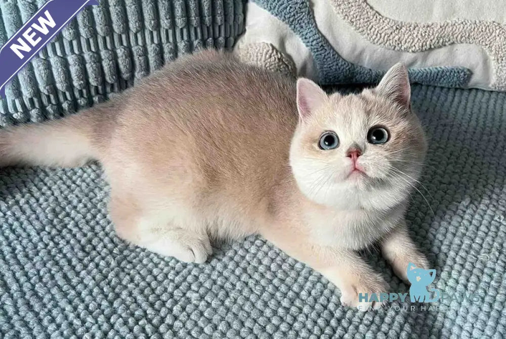 Pearl British Shorthair female blue golden chinchilla live animals