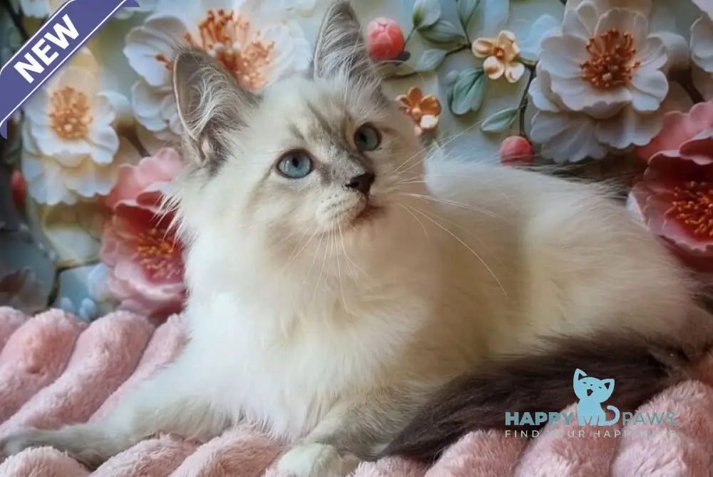 Pearl Siberian female blue tabby pointed with white live animals