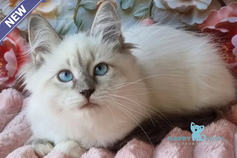Pearl Siberian female blue tabby pointed with white live animals