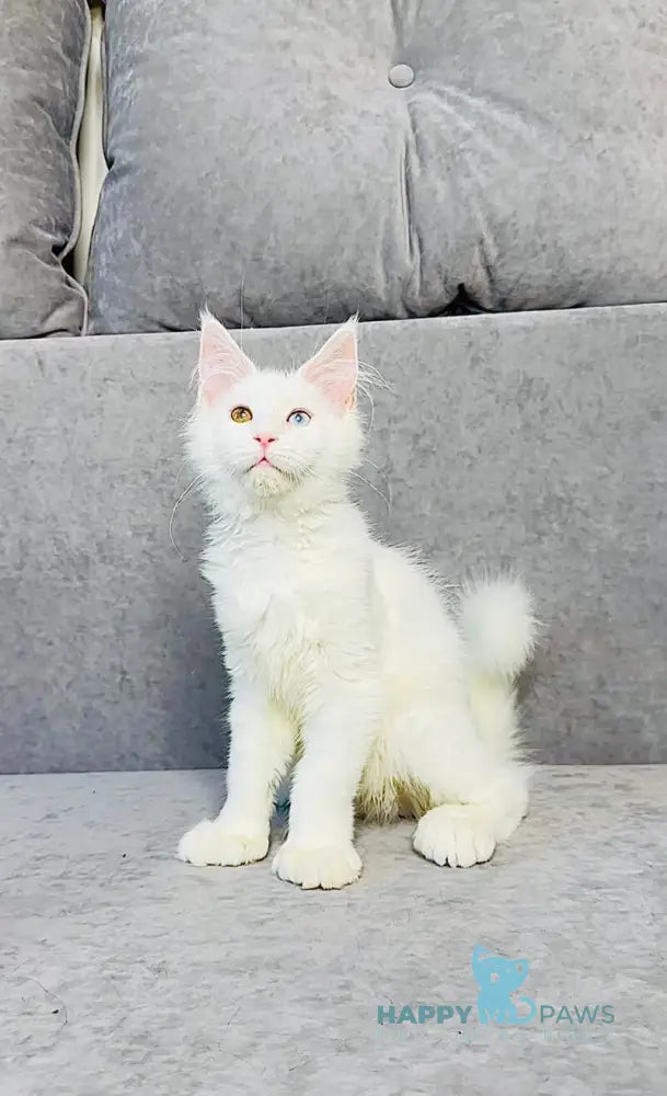 Pearla Maine Coon female white live animals