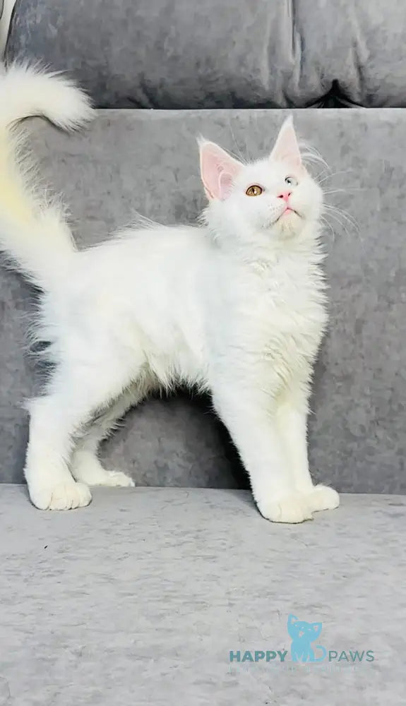 Pearla Maine Coon female white live animals