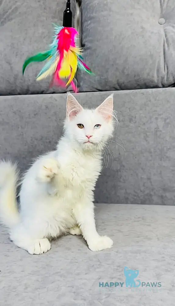 Pearla Maine Coon female white live animals