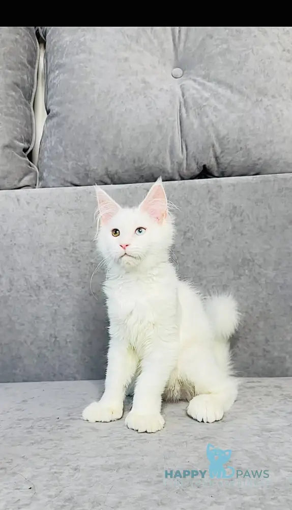 Pearla Maine Coon female white live animals