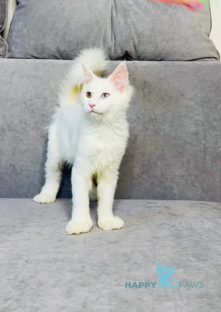 Pearla Maine Coon female white live animals