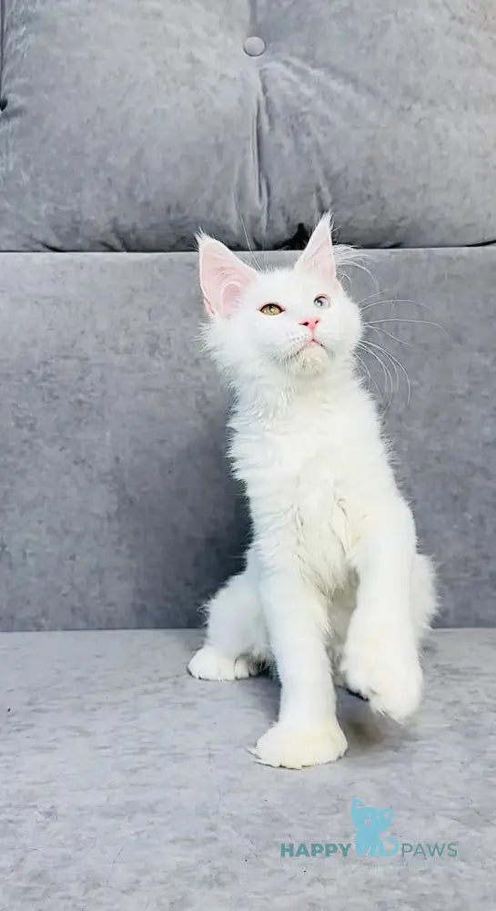 Pearla Maine Coon female white live animals