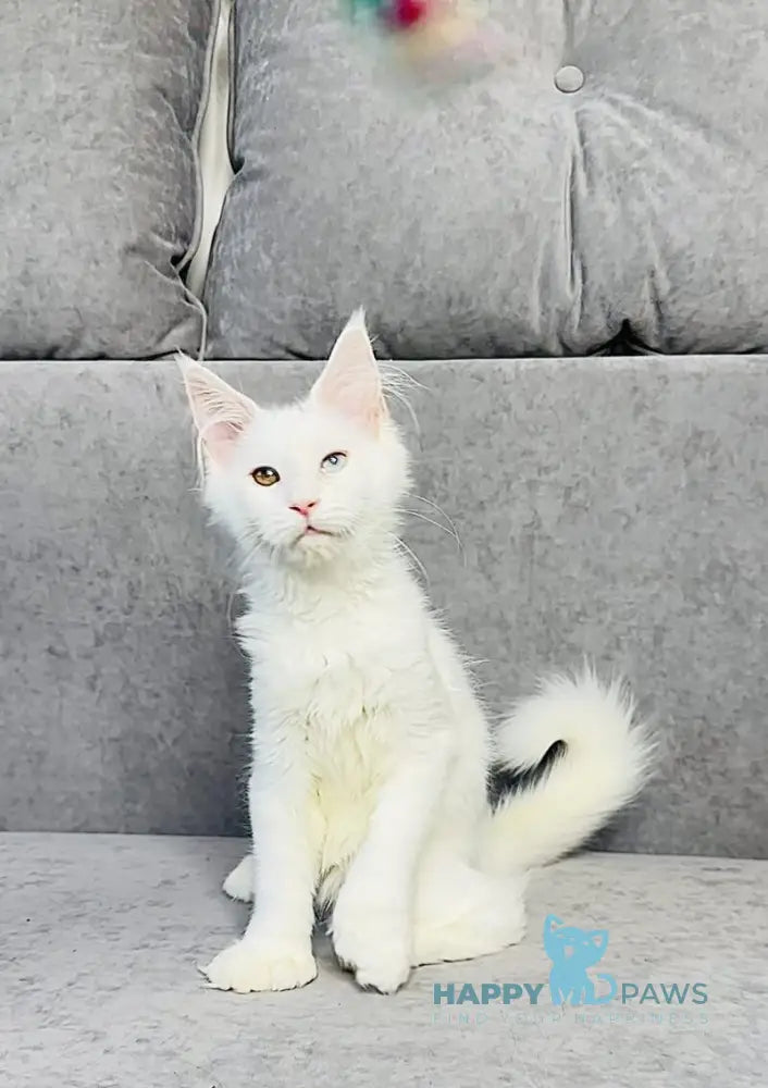 Pearla Maine Coon female white live animals