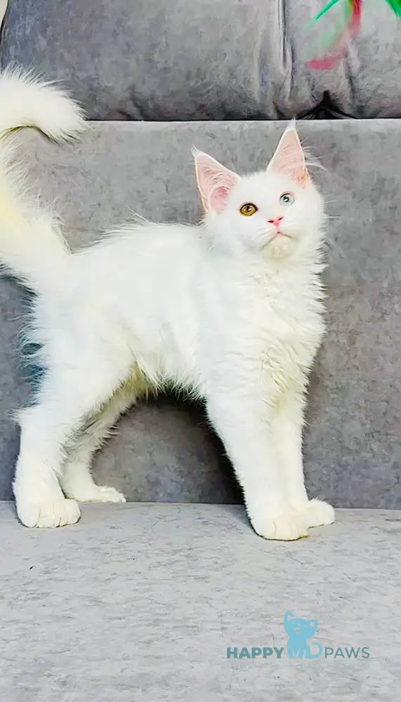 Pearla Maine Coon female white live animals